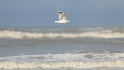 Image showing Herring gull on a beach