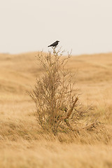 Image showing Single crow