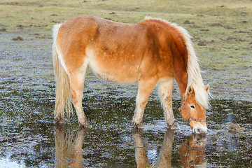 Image showing Horse standing in a pool after days of raining