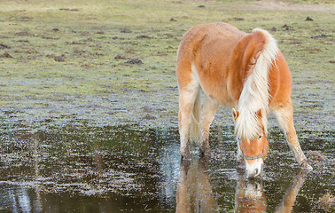 Image showing Horse standing in a pool after days of raining