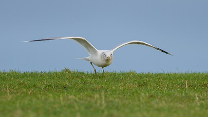 Image showing Young seagull landing on the grass