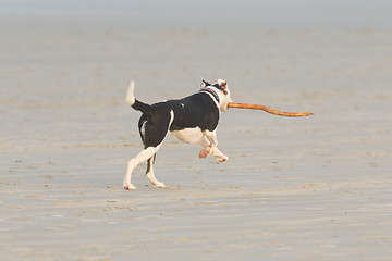 Image showing Dog playing with a stick on the beach