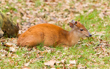 Image showing Natal red duiker (Cephalophus natalensis)