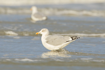 Image showing Herring gull on a beach