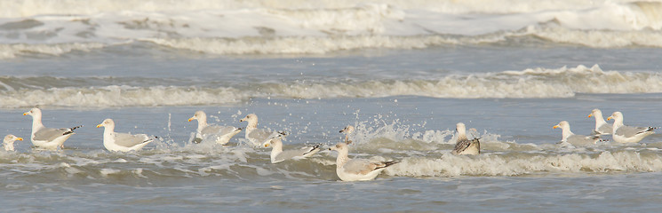 Image showing Herring gull on a beach