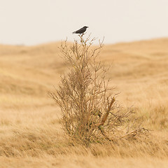 Image showing Single crow