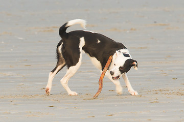 Image showing Dog playing with a stick on the beach