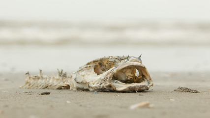 Image showing Decomposing dead fish carcass 