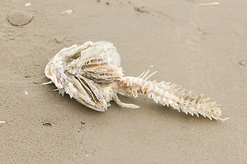 Image showing Decomposing dead fish carcass 