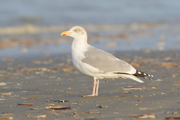 Image showing Herring gull on a beach