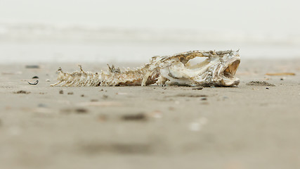 Image showing Decomposing dead fish carcass 