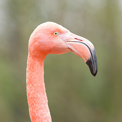 Image showing Closeup shot of pink flamingo