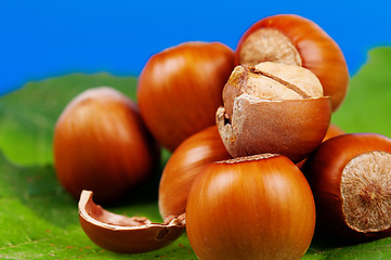 Image showing Hazelnut