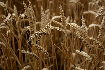 Image showing Wheats