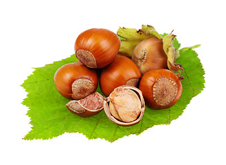 Image showing Hazelnut