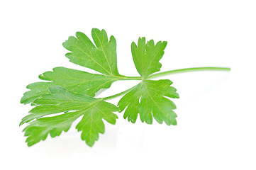 Image showing Fresh parsley