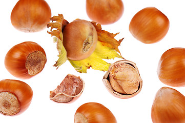 Image showing Hazelnut