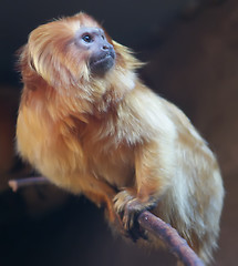 Image showing yellow monkey