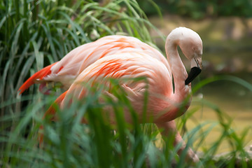 Image showing Chilean Flamingos 