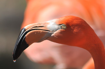 Image showing pink flamingo