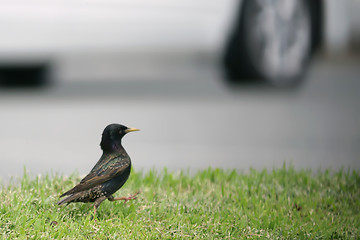 Image showing Black rook (hrach, grach) walking, making steps