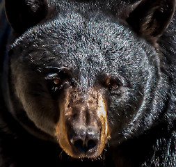 Image showing black bear