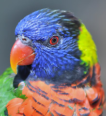 Image showing rainbow parrot