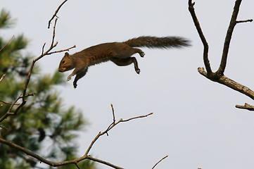 Image showing flying squirrel