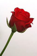 Image showing single-rose