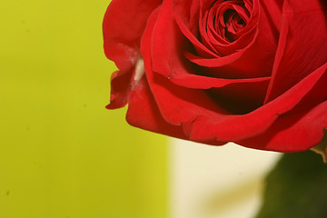 Image showing imperfect-rose