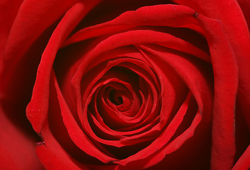 Image showing macro-rose