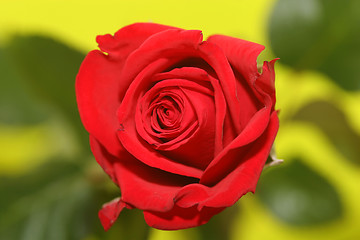 Image showing rosered