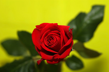 Image showing romance-rose