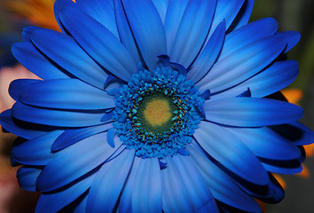 Image showing Blue-flower