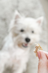 Image showing West highland white terrier