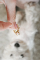 Image showing West highland white terrier