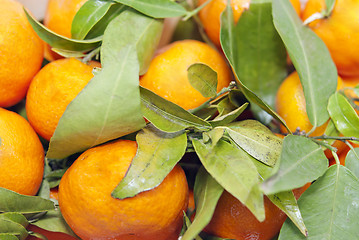 Image showing Mandarins