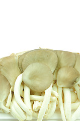 Image showing Oyster mushrooms on a white background 