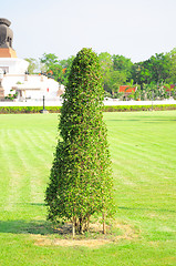 Image showing Shrub in the garden