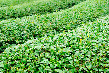 Image showing Ulong tea farm