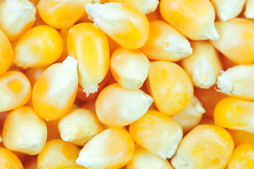 Image showing Corn seeds background 