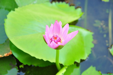 Image showing lotus flower blossom 