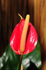 Image showing Anthurium 'sonate' (flamingo lily) 