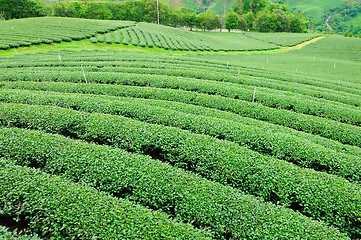 Image showing Ulong tea farm