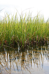 Image showing green reeds