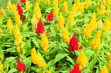 Image showing Background from petals of a yellow flower 