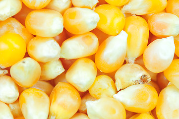 Image showing Corn seeds background 