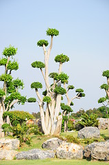 Image showing fancy shaped decorative tree 