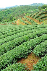 Image showing Ulong tea farm