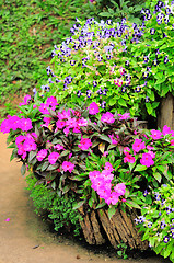 Image showing Mae Fah Luang Garden